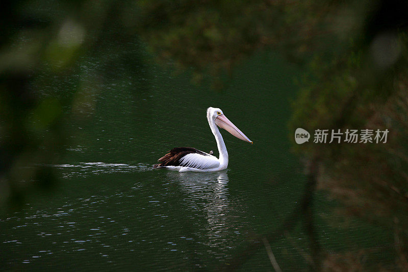 鹈鹕(Pelecanus conspicillatus)